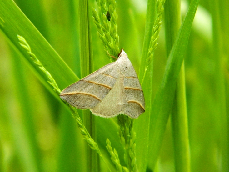 Colobochyla salicalis